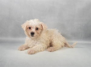 Silktese Silky Terrier Maltese