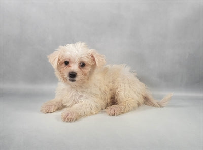 Silktese Silky Terrier Maltese