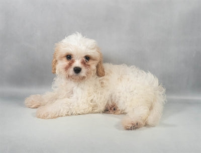 Cavachon King Charles Cavalier Bichon Frise