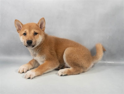 Shiba Inu