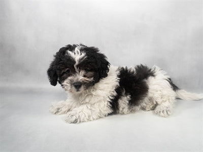 Teddy Bear Bichon Frise Shih Tzu