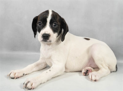 Boston Terrier King Charles mix