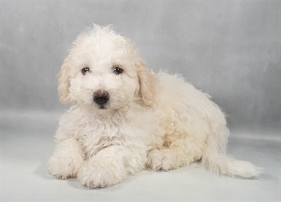 Malti-chon Maltese Bichon Frise