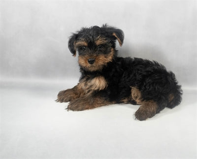 Yorkshire Terrier Yorkie