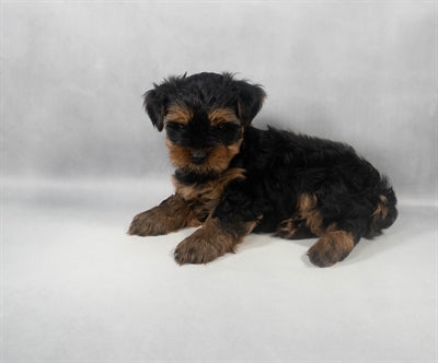 Yorkshire Terrier Yorkie